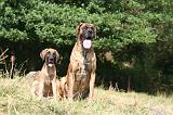 DOGUE ALLEMAND 957
